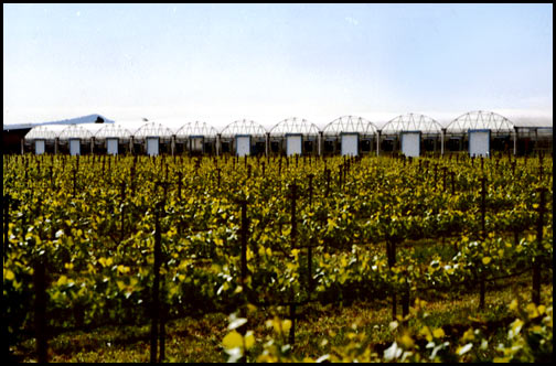 greenhouse and wine field