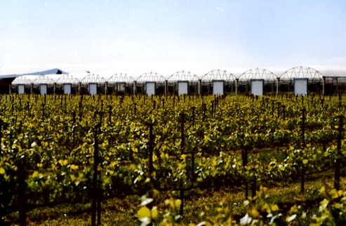 sonoma grapevines greenhouses